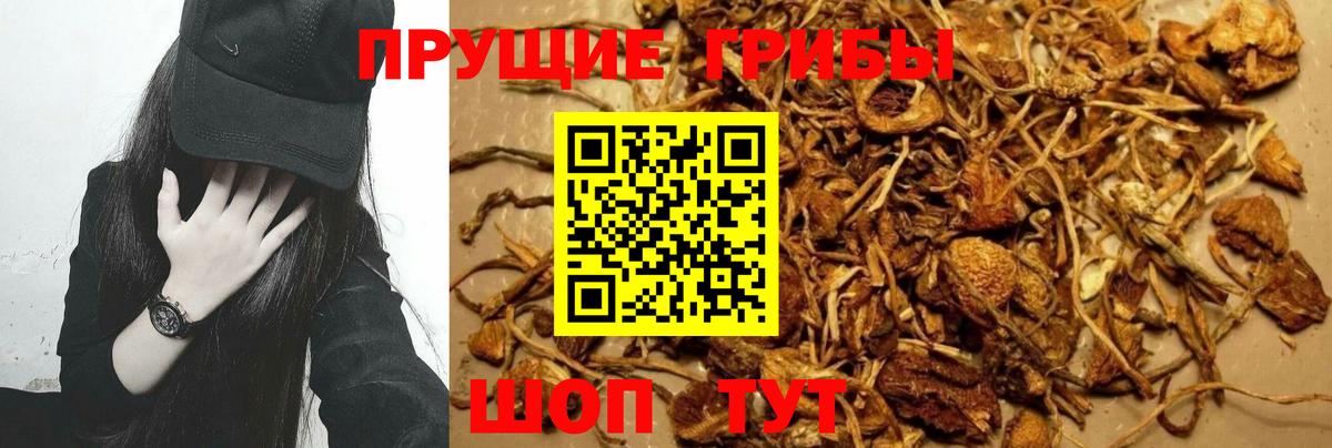 Галлюциногенные грибы GOLDEN TEACHER Карпинск